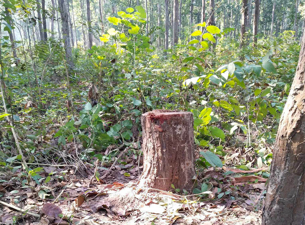 सर्लाहीको राष्ट्रिय वनकाे बहुमूल्य जातका काठ तस्करी