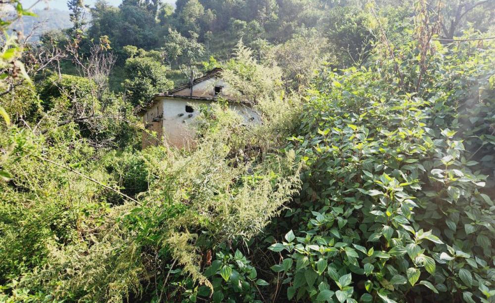 गडीगाउँमा बस्ती सबै रित्तो भो, जताततै वनमाराले राज